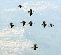 Glossy Ibis, birds of Lesvos